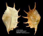 Lambis truncata (5)